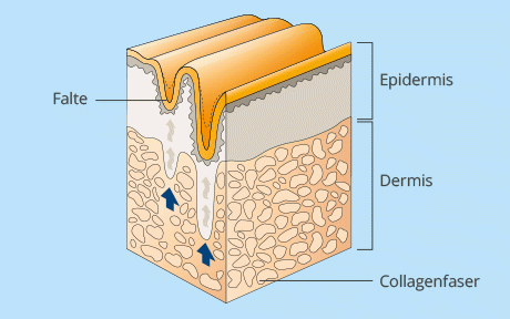 Aufbau der Haut und Hautalterung