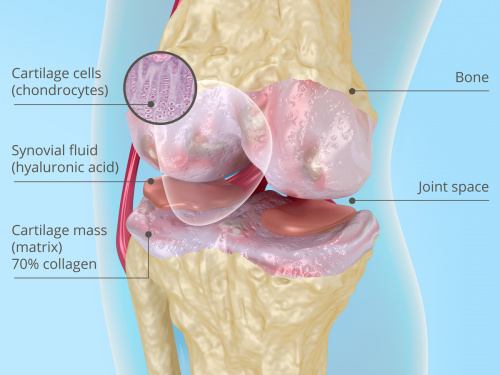The main component of synovial fluid